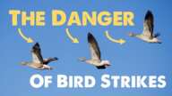 The Actual Danger of Bird Strikes (Based on 1,000+ Pages of Research)