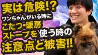 【実は危険なことも！】こたつ・暖房・ストーブなどをワンちゃんがいる時に使う時の注意点と起きる可能性がある被害！