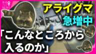 【特集】アライグマ急増中！　野生化で人に危害も　「こんなところから入るのか」深刻化する住宅被害　人への「感染症」リスク　被害に遭わないための対策とは？【関西テレビ・newsランナー】