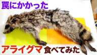 罠にかかったアライグマ食べてみた