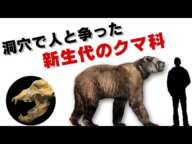 新生代から洞穴をめぐり争ったホラアナグマとは何者？