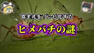 【ゆっくり解説】クモを操ってゾンビ化するハチがやばすぎる！