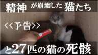 【予告動画】精神崩壊した猫たちと27匹の猫の死骸【閲覧注意】