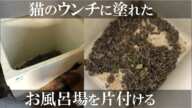 【閲覧注意】猫の排泄物まみれのお風呂場を片付ける【モザイクあり】