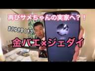 金バエ×ジェダイ「じゃサメちゃんの実家に行くよ」