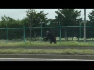 【速報】札幌市東区の住宅街で"クマ"出没…ケガ人4人に 住民3人襲われる 「丘珠駐屯地」侵入し隊員も (21/06/18 06:49)