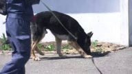【赤ちゃん死体遺棄事件】“警察犬”投入し現場周辺を捜査…有力な手がかり見つからず_布にくるまれバッグに入れられていた男児「一刻も早く捕まってほしい」近隣住民から不安の声も〈北海道石狩市〉
