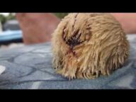 【恐怖】腐った野球ボールのような新生物が発見される!完全にエイリアン