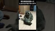 猫を無理矢理抱っこしようとするアライグマ