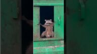 アライグマさん見て癒されたら寝ろwww #動物 #アライグマ