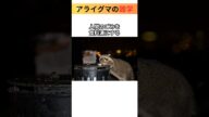 実はきれい好きじゃない!?アライグマの雑学🦝 #雑学 #動物雑学 #shorts