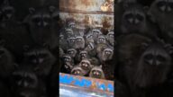アライグマさん見て癒されたら寝ろwww #動物 #アライグマ #2ch動物スレ