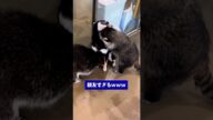 アライグマ見て癒されたら寝ろwww #動物 #アライグマ #2ch動物スレ