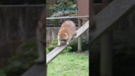 泥棒の才能あり?!器用すぎるアライグマが本気を出したら…アライグマのおもしろい生態雑学