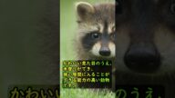 人間が家畜化できなかった動物【アライグマ】 #shorts