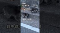 【かわいいけど】アライグマの親子が住宅街に…でも害獣 #shorts