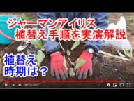 ジャーマンアイリス植替え手順 ~花後の春の植替えを実演で解説~