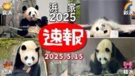 【楓浜(ふうひん)】楓浜🍁たっぷりあるよん😉浜家🐼速報📣(1日遅れでゴメンなちゃい😅)