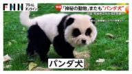 中国・安徽省の動物園に4匹の“パンダ犬”が再び登場も苦情や通報が相次ぎ展示取りやめ すでにペットショップに返却