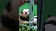 おもちゃみたいな可愛いパンダ