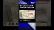 【ニュース】世界初“iPS角膜シート”で変わる未来 重い「心不全」治療へ“心筋球”の可能性 #shorts