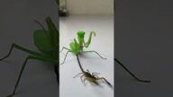 Praying Mantis vs Scorpion #insects #mantis #scorpion #animals