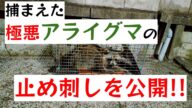 アライグマのCO2止め刺し(殺処分)