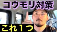 【コウモリ対策】誰でも出来るたった1つのコウモリ対策はこれ!