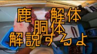 鹿解体胴体