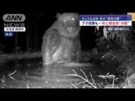 ヒグマ目撃も猟友会に「連絡せず」 報酬巡り決裂も…きのう3頭出没【スーパーJチャンネル】(2024年6月13日)