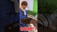 家にゴキブリが出現!? #Shorts