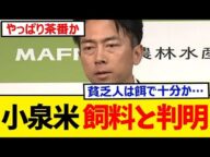 【悲報】小泉米、「ほぼ家畜の餌」だったと判明!!!