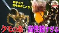 家を作りエモノを捕らえ数千キロも空を飛ぶ!高性能すぎるクモの糸の秘密を解説【どうぶつ奇想天外/WAKUWAKU】