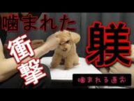 【噛みつかれた瞬間映像】怒りのトイプードルに噛まれました。この時躾はちゃんとしないといけません!ダメな時はダメと心を鬼にして躾をしないといけません。育てる上の大切な愛情のひとつなのでわかってください。