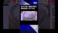 【ニュース】随意契約の備蓄米 楽天市場で販売開始も初回分は直後に売り切れ #shorts