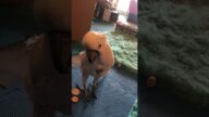 What cockatoo thinks of my setting up the Jenga game instead of rolling his dumbbell
