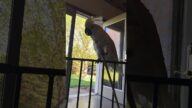Cockatoo's love affair with his stick continues