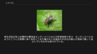 ニクバエ