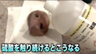 硫酸を触り続けるとどれだけヤバいかわかる動画 #shorts