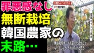 【海外の反応】日本ブランドをパクリまくった韓国農家に悲報が…