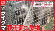 【アライグマ】都市部で急増! 悪臭や農作物に被害『気になる!』