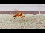 【ふぁ!?】スズメバチさん落ちた、自分の頭を必死に戻そうとする瞬間を撮影される