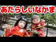 あたらしいなかま、ミニ市松ちゃん誕生!!