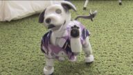 宿泊客を出迎えるのは犬型ロボット「aibo」 全国で唯一の生産工場がある幸田町の旅館が客室をリニューアル 室内には犬小屋をモチーフにした充電スペースも 愛知