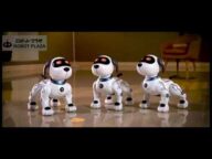 ロボット犬のスタントドッグ (STUNT DOG) 犬を飼ってみたい方におすすめのペットロボット!簡易プログラミングと英語音声指示もできる!お座り、逆立ち、挨拶など様々な技で元気づけてくれます