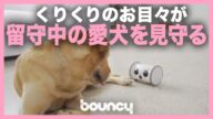 くりくりの瞳が可愛い! 留守中の愛犬を見守るフクロウ型ロボット「OWL ROBOT
