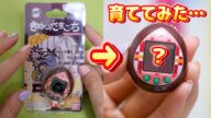 誰になる?鬼滅の刃のたまごっちを育ててみた結果…【 こうじょうちょー 】きめつたまごっち