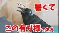 急に暑くなりカラスがこの通り口ぽかんとなりました。 20210514、カラス&四つ足カルテット