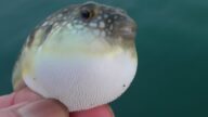体を震わせながら、口から空気を入れて丸くなっていくフグ。海に返した瞬間に、姿が消える瞬間技を持っています。外道魚も生命があるので、寛大な心で逃がしてあげましょう。