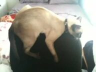 Bob the cat